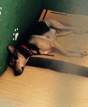 RESIDENCIA CANINA SORIA imagen 10