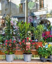 Floraly image 7