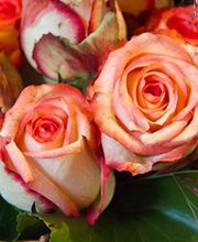 Allo Service Entretien Jardin image 1