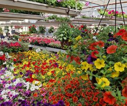 hollenstein blumengarten ag-Blumenshop-Gärtnerei-Gartenbau-Unterhalt-Grabpflege Bild 8