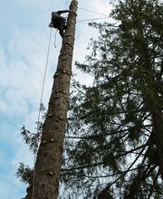 baumpflege-ueberschaer9.jpg