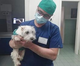 Centro Veterinario Maccauro immagine 1