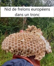 Protec Nuisibles image 5