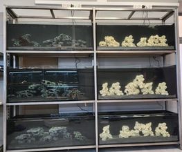 Aquarium Seerose, Zoofachgeschäft S. Leuch Bild 4