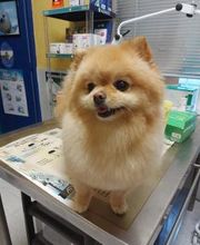 Clínica Veterinaria Huellas imagen 12