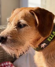 dogsland GmbH Bild 4