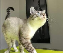 Cabinet Vétérinaire de Vésenaz Bild 2