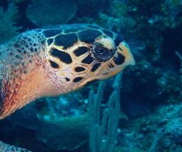 Jaguar Divers - Dive Shop in Playa del Carmen imagen 16