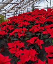 Oesch Fleurs & Jardins SA Bild 11