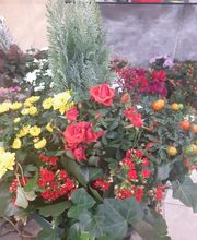Fleurs Village image 11