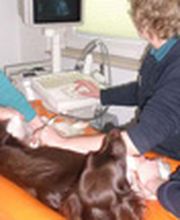 Kleintierpraxis am Mühlenberg Bild 9