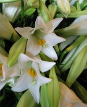 Blumenwerkstatt Rudolf Haefliger AG Bild 3