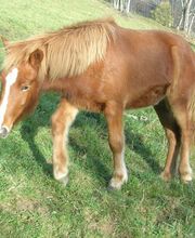 Leenhof Reitschule - Islandpferde Bild 6
