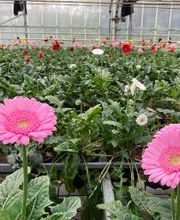 Gärtnerei van Oordt Bild 4