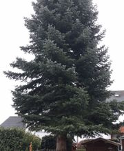 Baum fällen