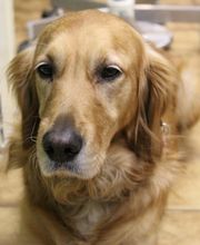 Cabinet Vétérinaire des Sources SA Bild 5