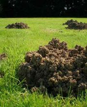 Farago Cantal image 12