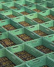 Etter Gemüse und Jungpflanzen Bild 1