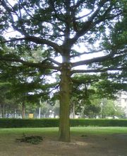 A LA CIME DE L'ARBRE image 1