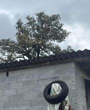 LRL 3D image 14