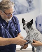 AniCura Bern Laupeneck Bild 1