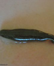 Naturheilpraxis1a.ch - Beatrice Geering Bild 1