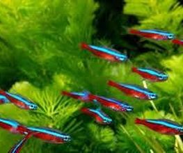 Animonde image 5