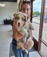 COTA Veterinary image 1