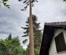 Gabriel Baum- & Gartenpflege Bild 1