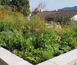 Trais Fluors Gartenbau GmbH Bild 6