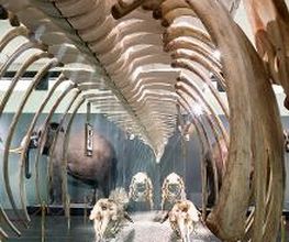 Naturhistorisches Museum Bern Bild 20