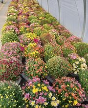 BJL Potager image 10