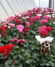 Boucard Horticulture image 3