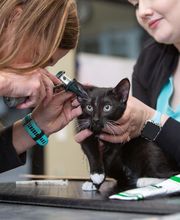 Cottleville Animal Hospital image 4