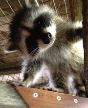 ecoPRO Wildlife Solutions image 11