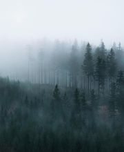 Forest Expert Solutions image 1