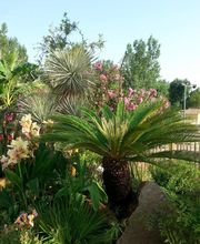 Decalque Paysage image 15