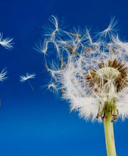 Wiech Nathalie Sophrologue image 1