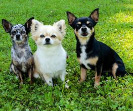 Hundeschule DOGS4LIFE.CH Bild 2