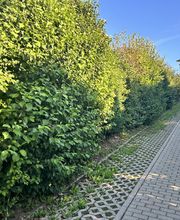 Gartenservice Mark Miess Bild 27