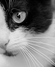 Schroon River Animal Hospital image 3