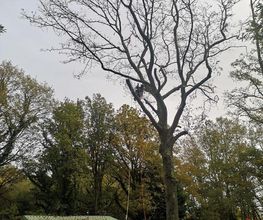 Arbocaria image 3