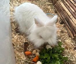 Pet-Relax Bild 5
