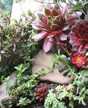 Staudengärtnerei David Müller Bild 25