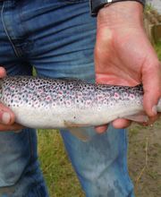 Pisciculture de voulpaix image 1