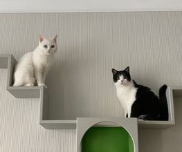 Katzentempel Rosenheim Bild 8