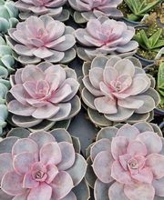 Evans Nursery LLC image 6