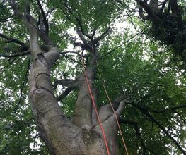 OAK Baumpflege GmbH Bild 5
