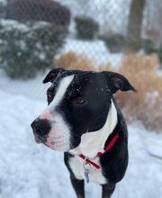 The Pet Wellness Group: Florence image 7