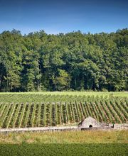 Maison Louis Latour image 6
